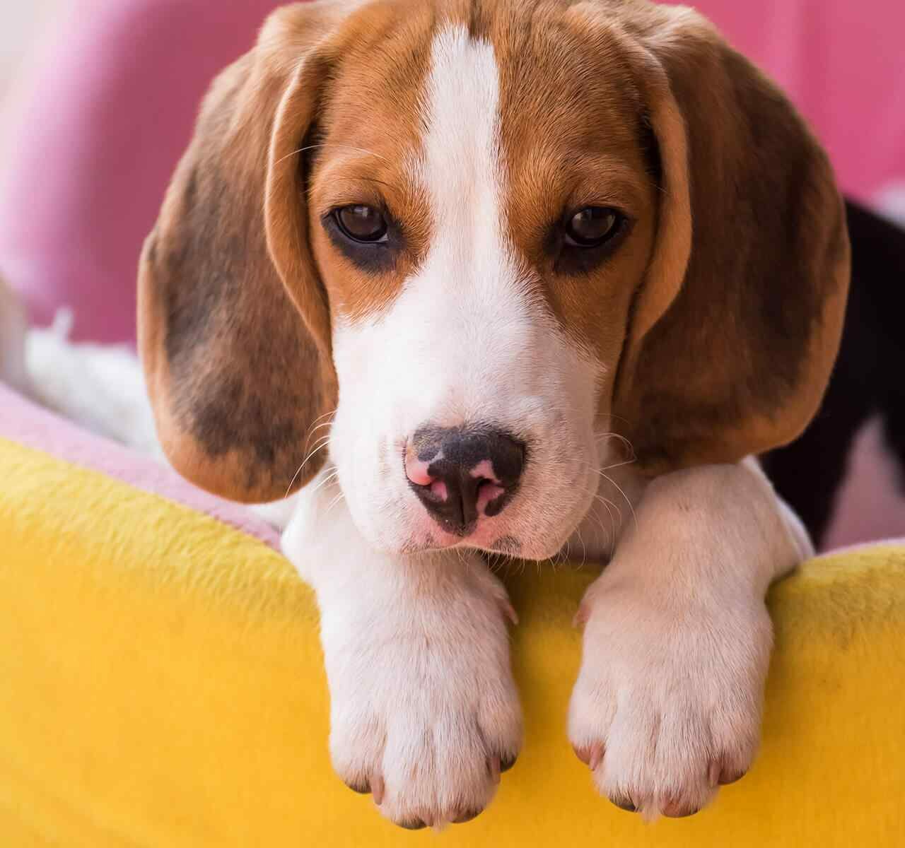 https://onpointpetresort.com/wp-content/uploads/2018/09/post_02-1280x1200.jpg
