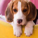https://onpointpetresort.com/wp-content/uploads/2018/09/post_02-160x160.jpg