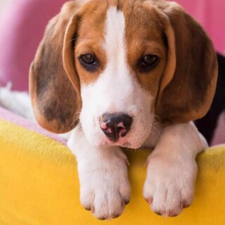 https://onpointpetresort.com/wp-content/uploads/2018/09/post_02-320x320.jpg