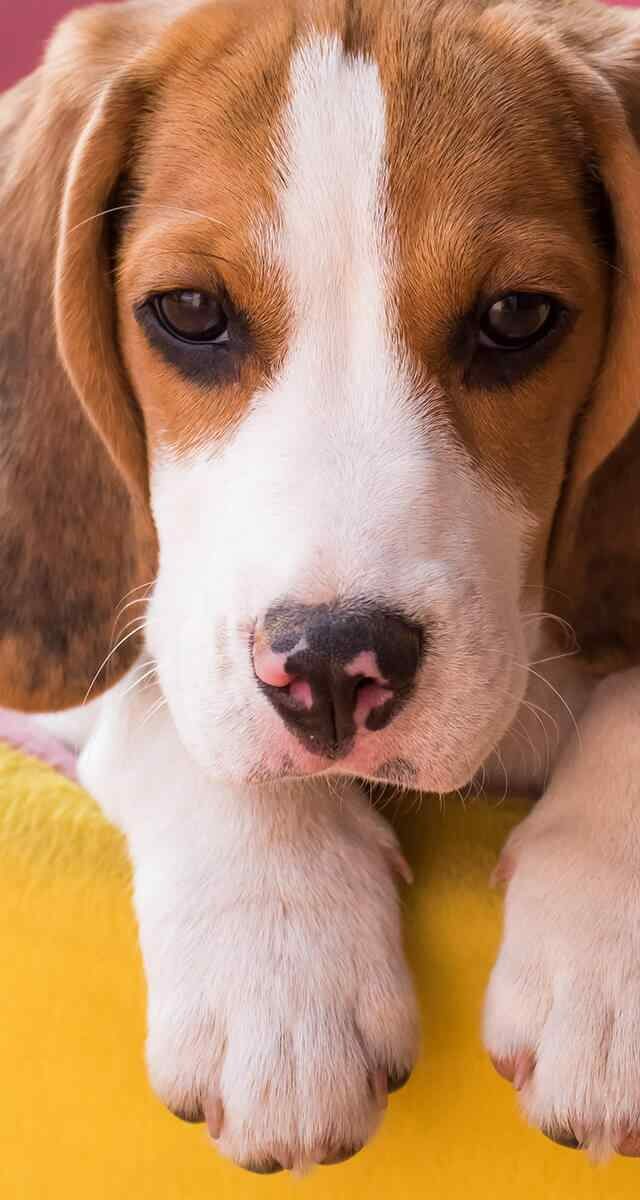 https://onpointpetresort.com/wp-content/uploads/2018/09/post_02-640x1200.jpg