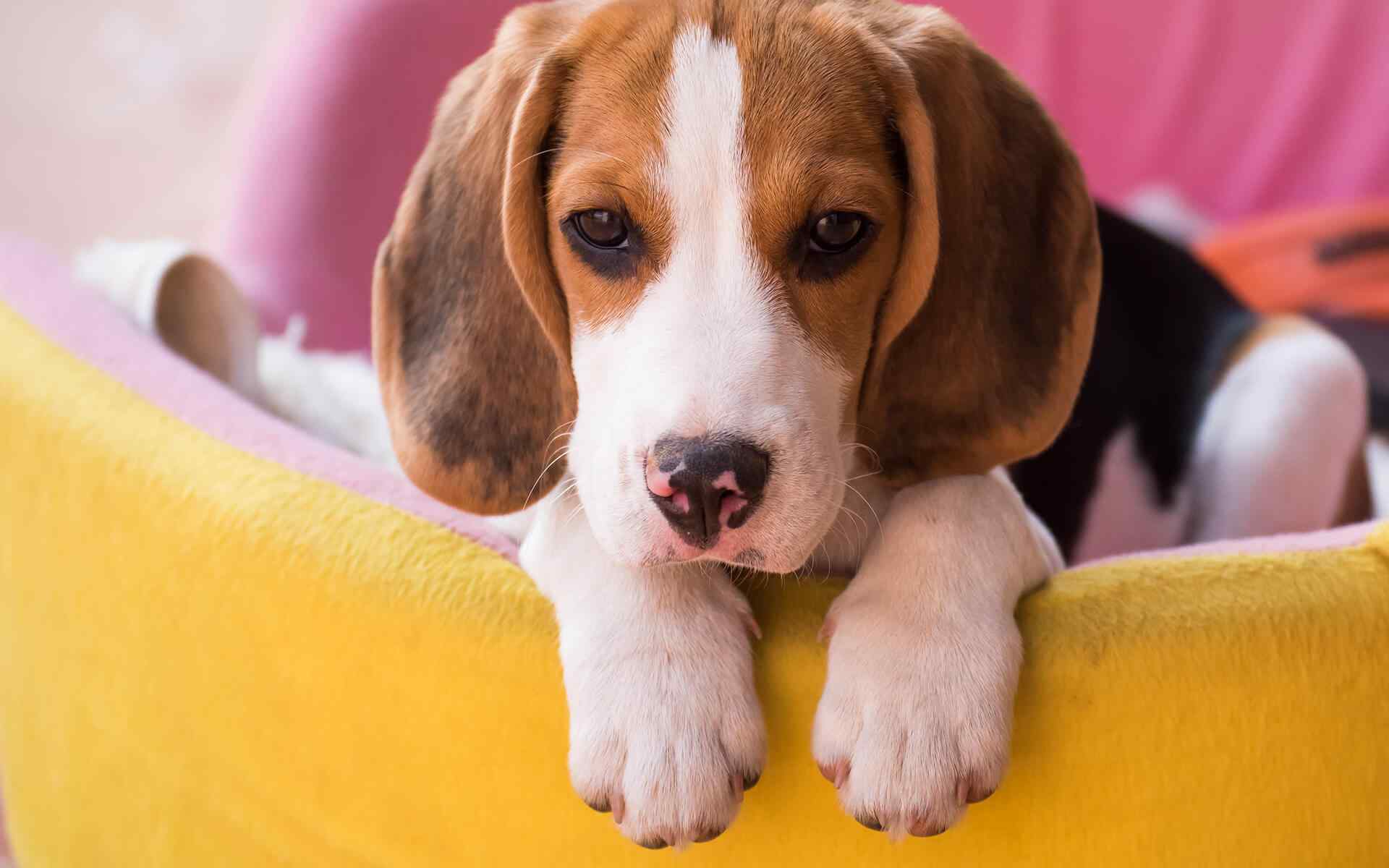 https://onpointpetresort.com/wp-content/uploads/2018/09/post_02.jpg