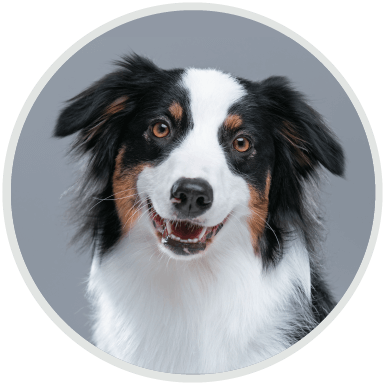 https://onpointpetresort.com/wp-content/uploads/2019/07/hero_image_02.png