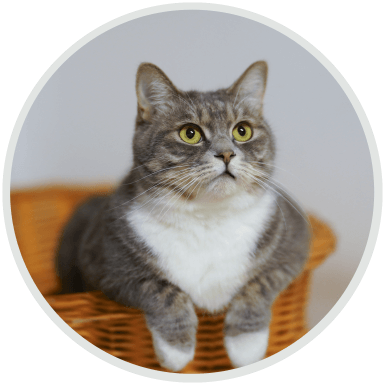 https://onpointpetresort.com/wp-content/uploads/2019/07/hero_image_03.png