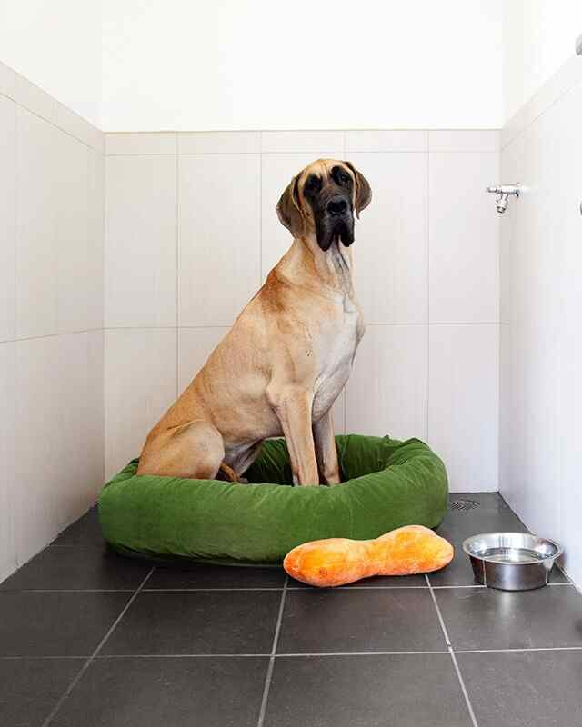 Dog Boarding