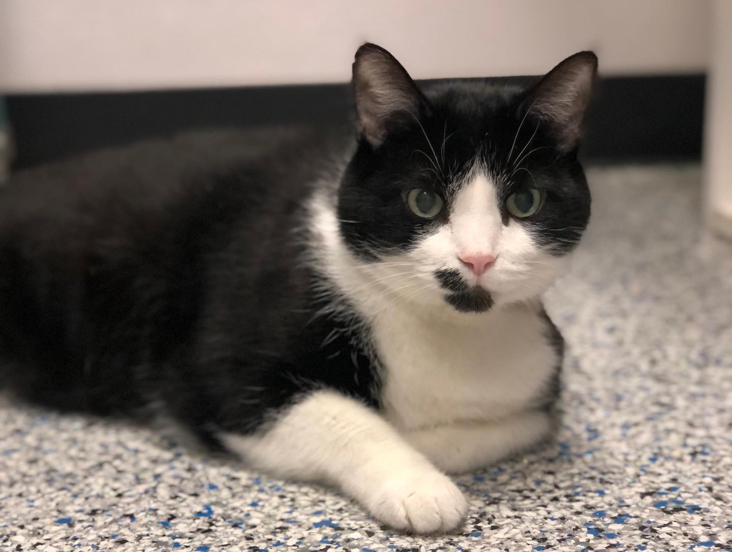 Cat 1 https://onpointpetresort.com/wp-content/uploads/2022/09/Cat-1.jpeg