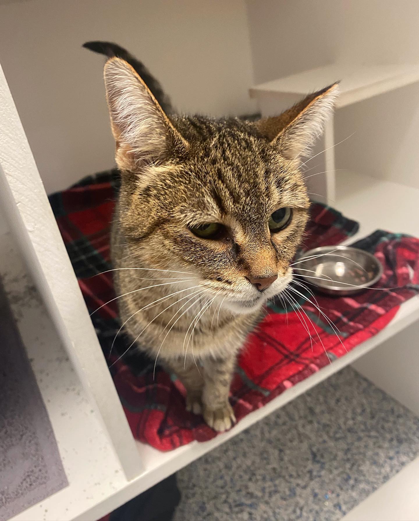 Cat 2 https://onpointpetresort.com/wp-content/uploads/2022/09/Cat-2.jpeg