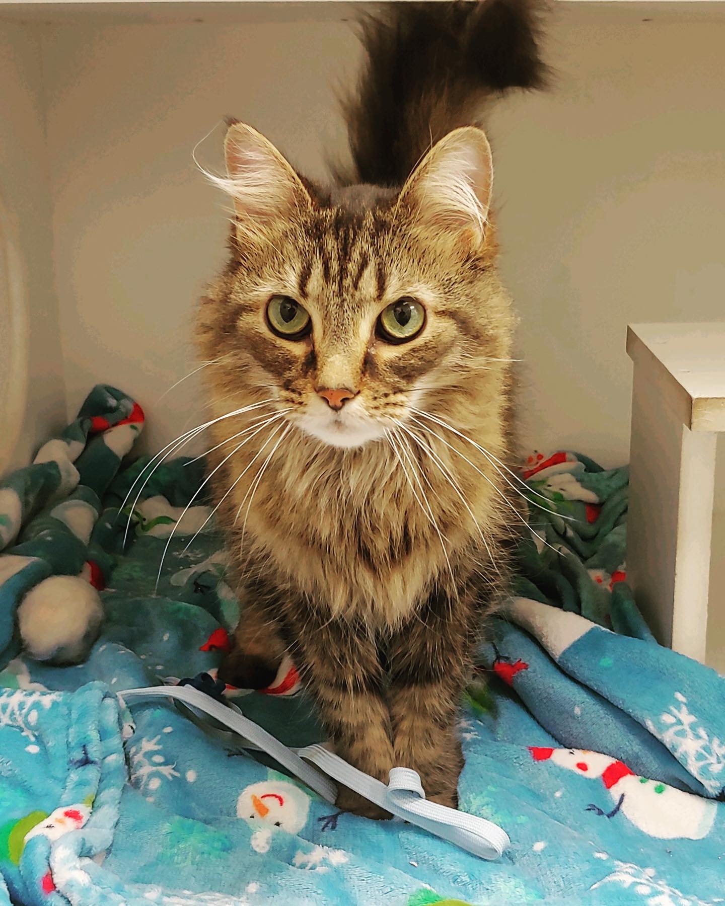 Cat 3 https://onpointpetresort.com/wp-content/uploads/2022/09/Cat-3.jpeg