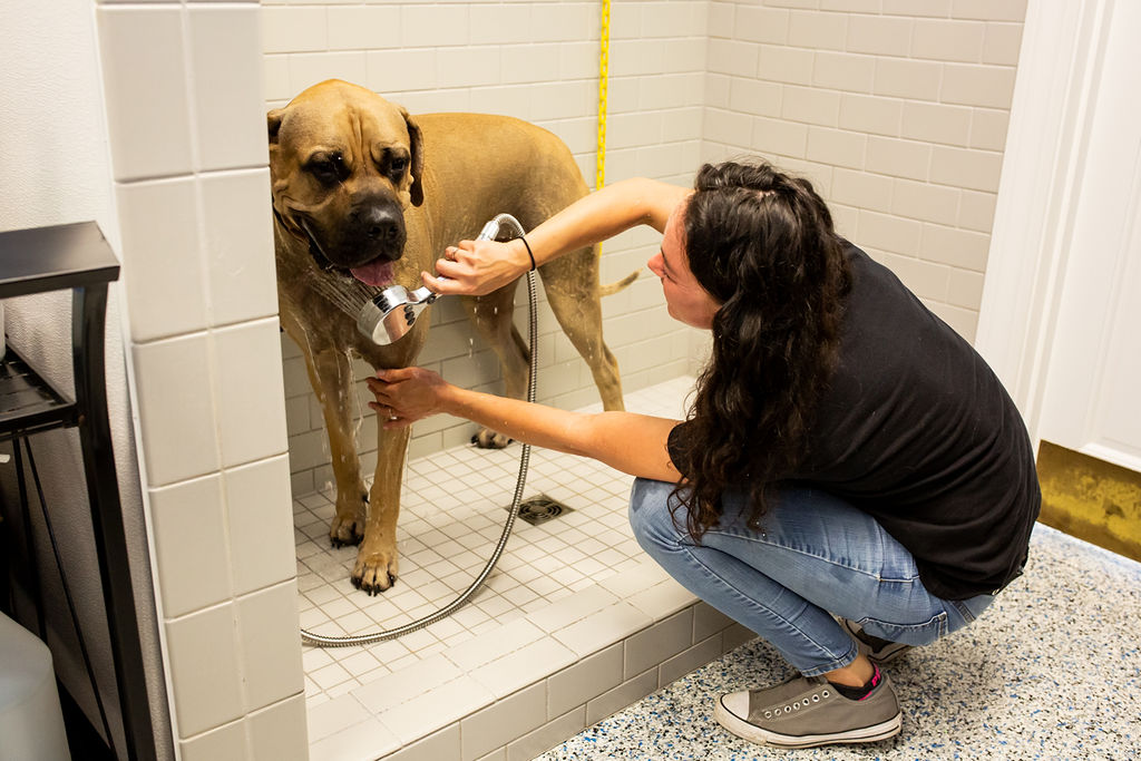 Grooming Picture https://onpointpetresort.com/wp-content/uploads/2022/09/Grooming-Picture.jpg