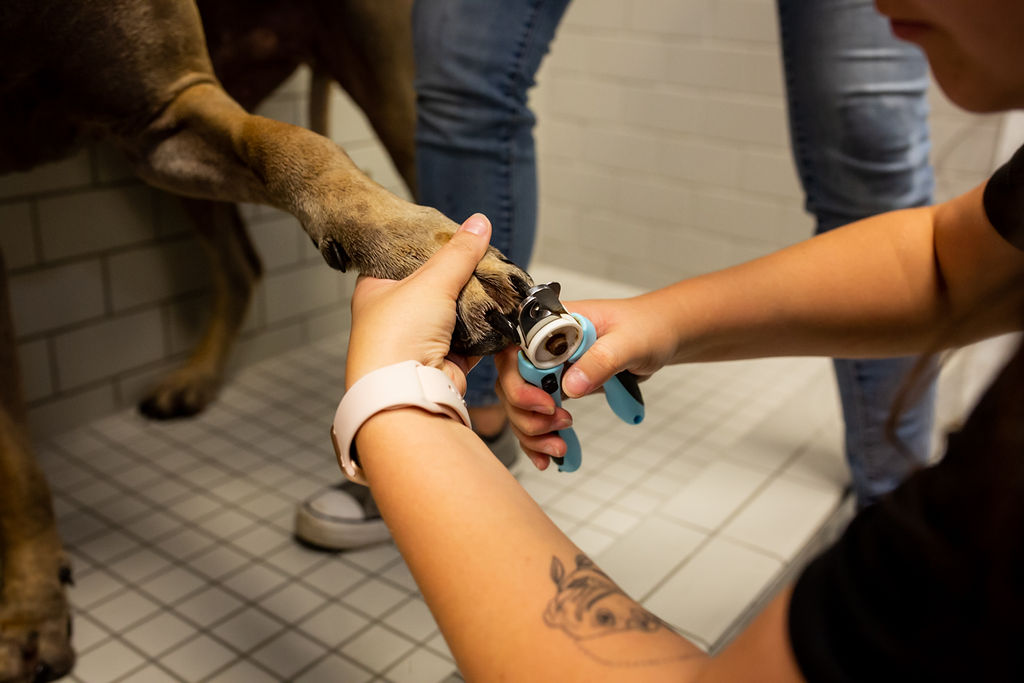 Services 4 https://onpointpetresort.com/wp-content/uploads/2022/09/Services-4.jpg