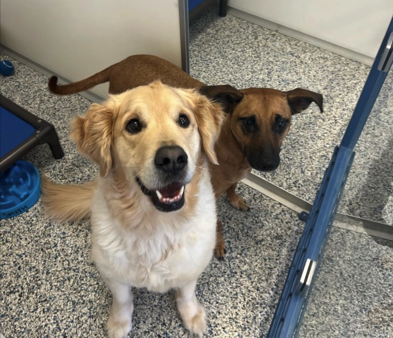 Testimonial 2 https://onpointpetresort.com/wp-content/uploads/2022/09/Testimonial-2.png